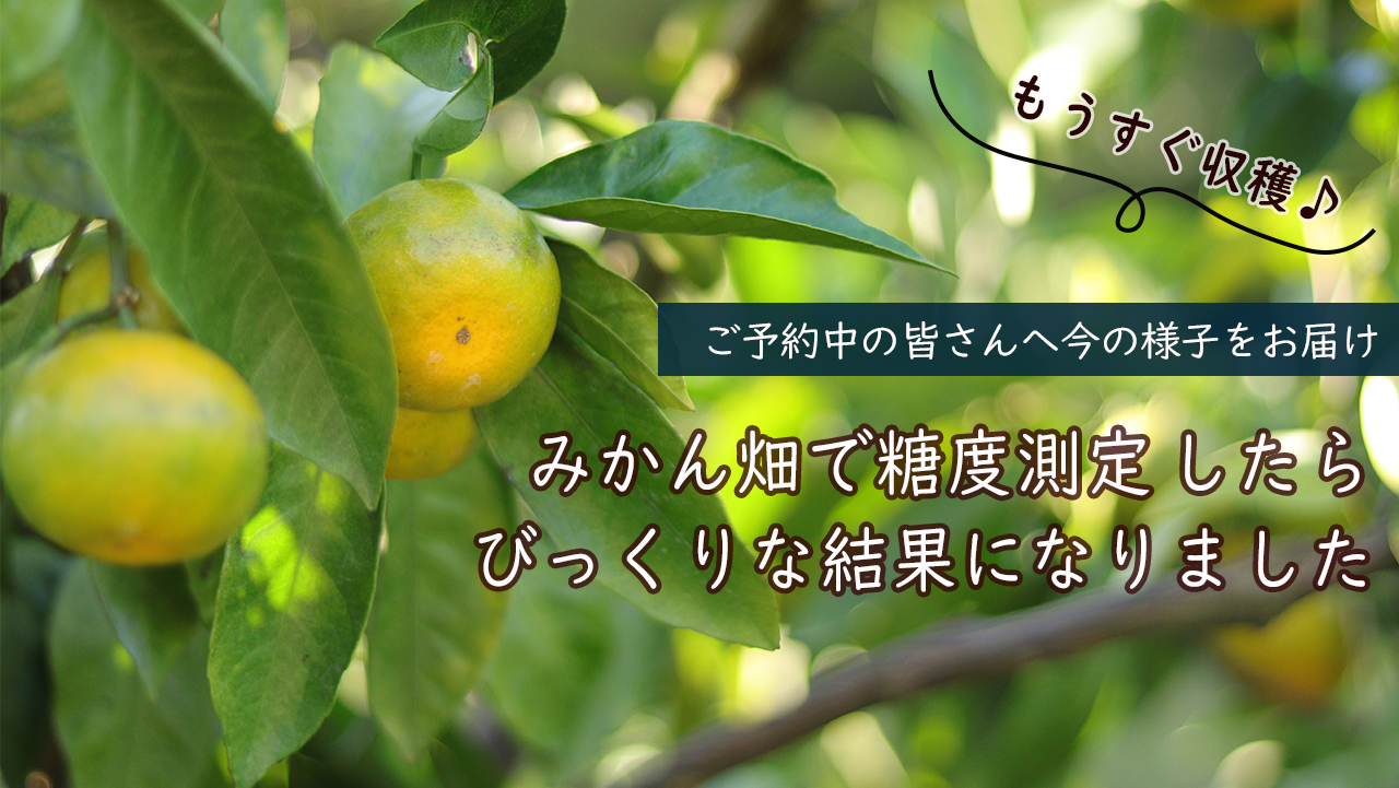 2023年秋みかん みかん畑の様子を見に行って糖度測定してきました