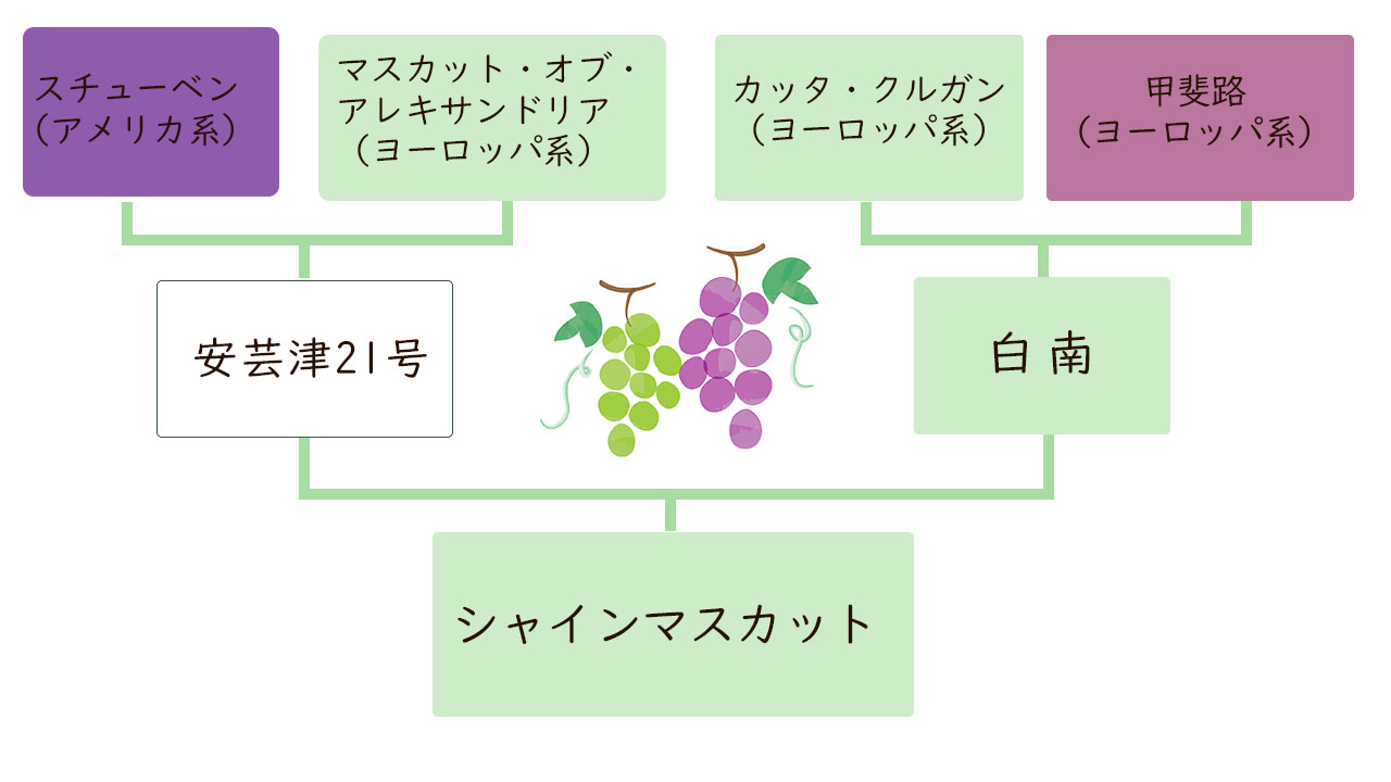 シャインマスカットの見分け方 | おひさまとくだもの
